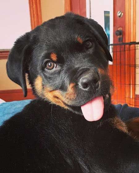 A Rottweiler lying on the bed while sticking its tongue out