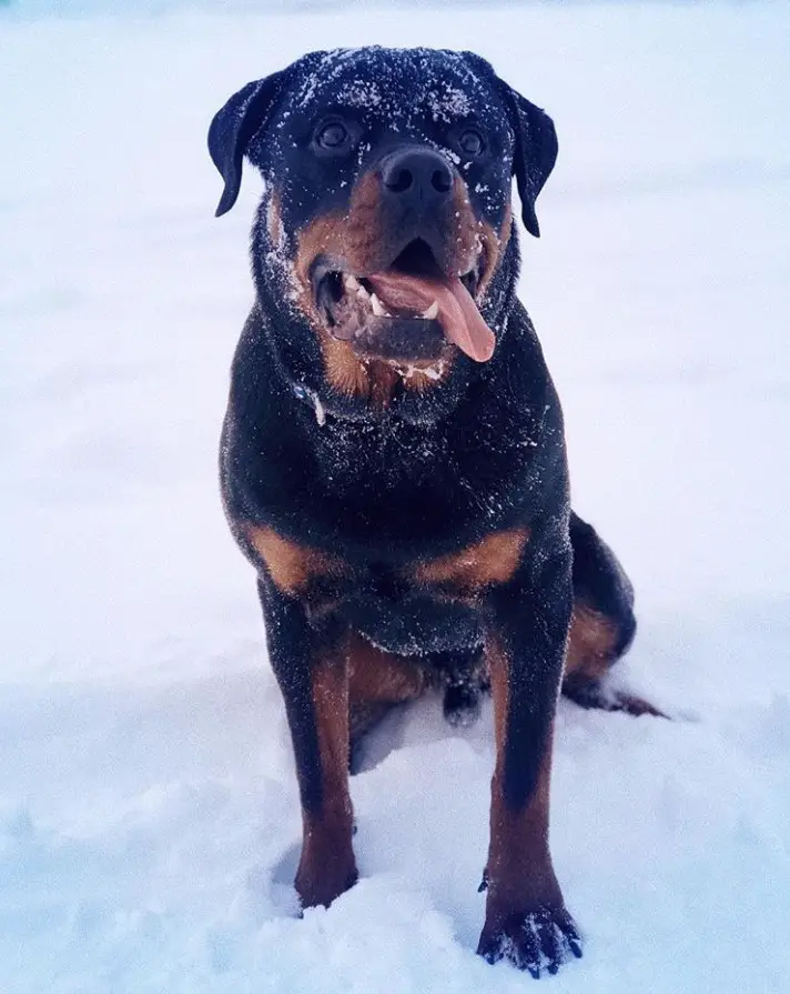 A Rottweiler outdoors in snow