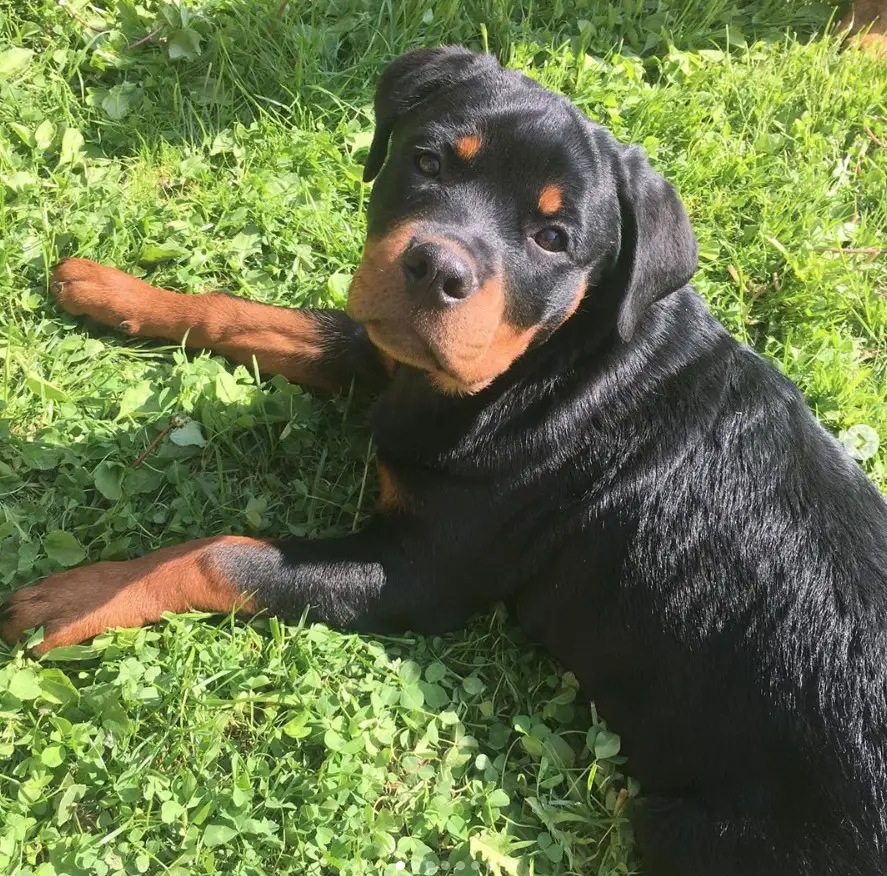 A Rottweiler puppy lying in the yard under the sun