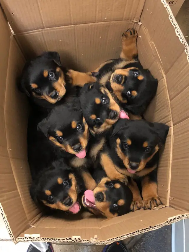 seven Rottweiler puppies inside a carboard box