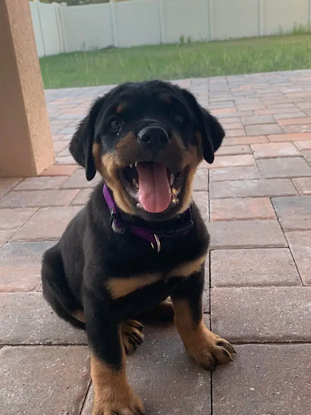 A Rottweiler puppy sitting on the pavement while smiling