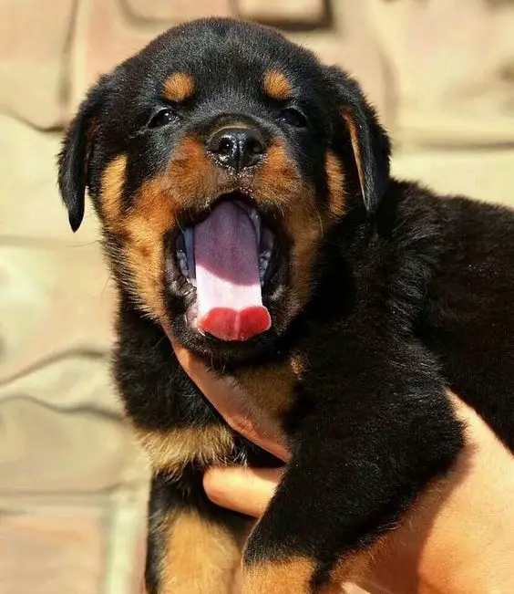 a yawning Rottweiler puppy being help up under the sun