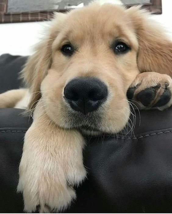 A Golden Retriever puppy lying on the couch with its sad face