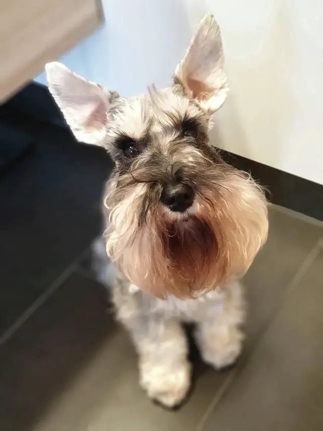A Schnauzer sitting on the floor while staring with its adorable eyes