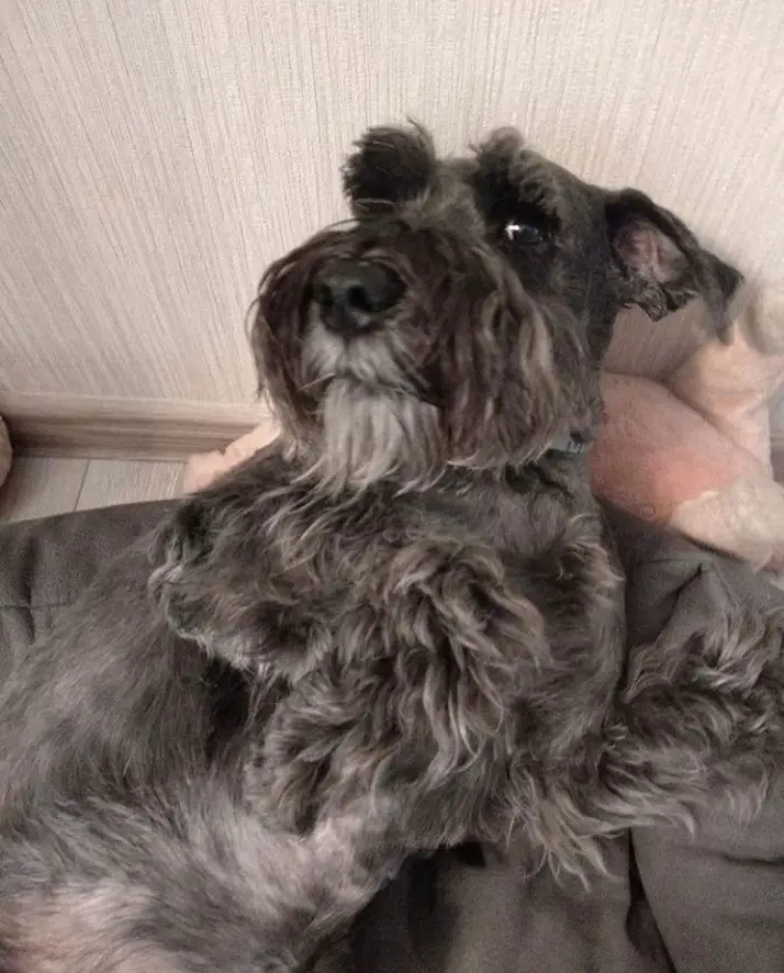 A Schnauzer lying on its bed on the floor