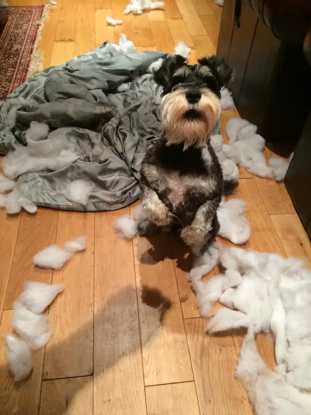 A Schnauzer sitting pretty while being surrounded with torn pillow