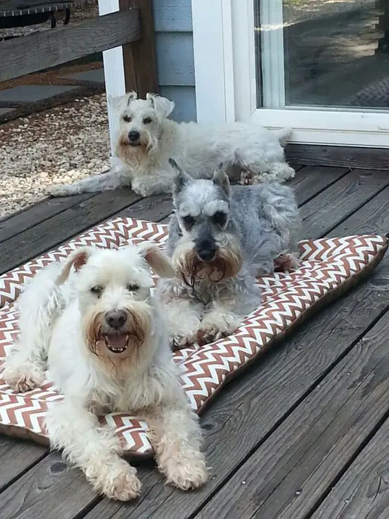 three Schnauzer lying in the front porch