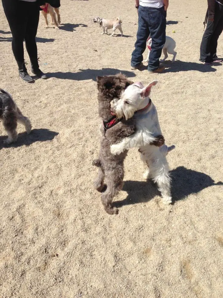 A white Schnauzer hugging another dog at the beach