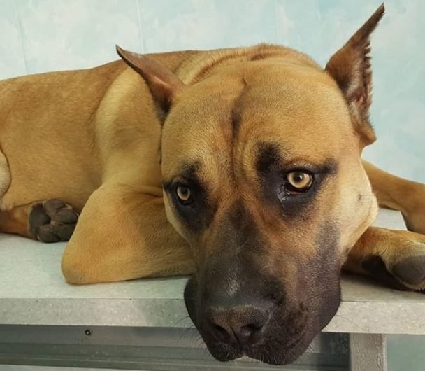 Best 280+ Spanish Dog Names for Male and Female The Paws