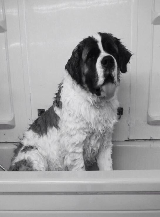 wet St. Bernard dog sitting inside the bathtub