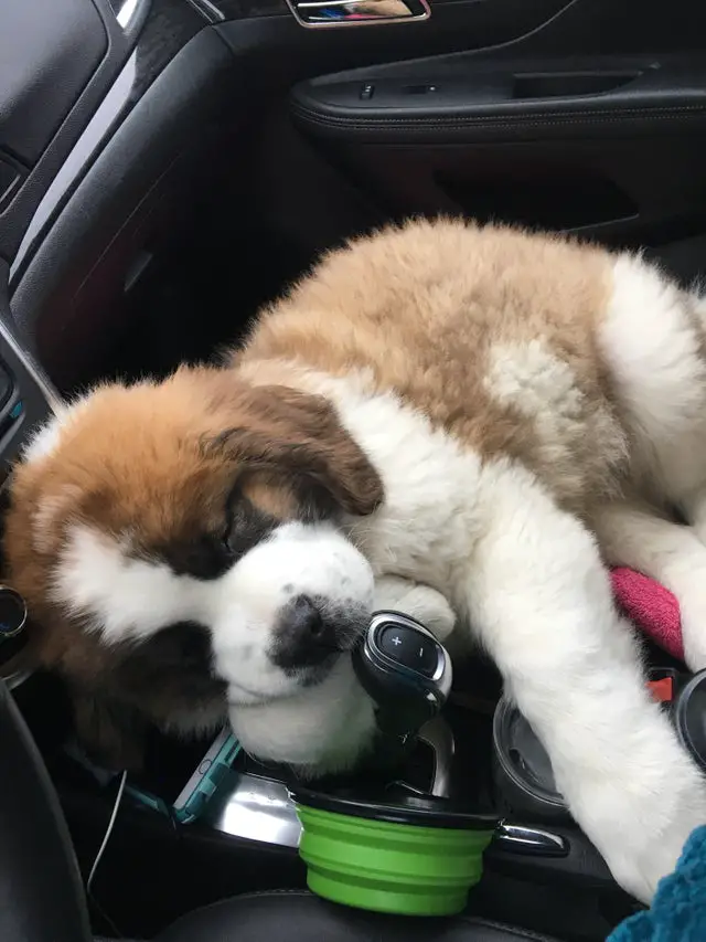St. Bernard puppy sleeping in the passenger seat with its head is resting next to the gear lever