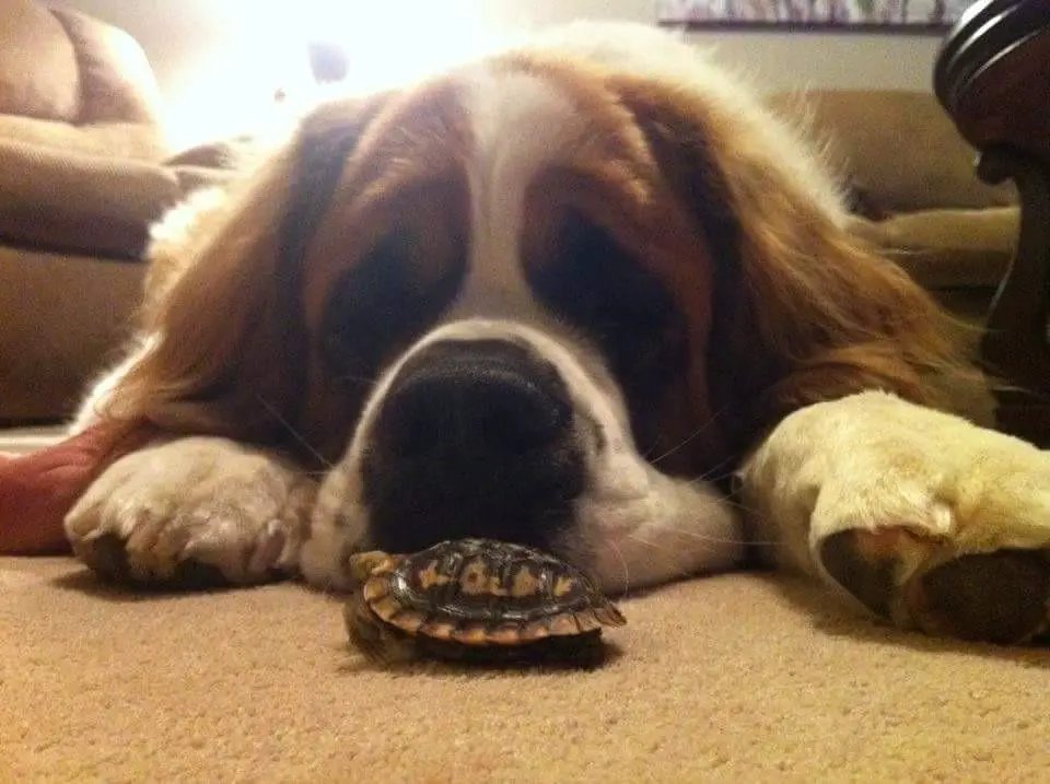 St. Bernard dog lying on the floor while staring at the small turtle in front of him
