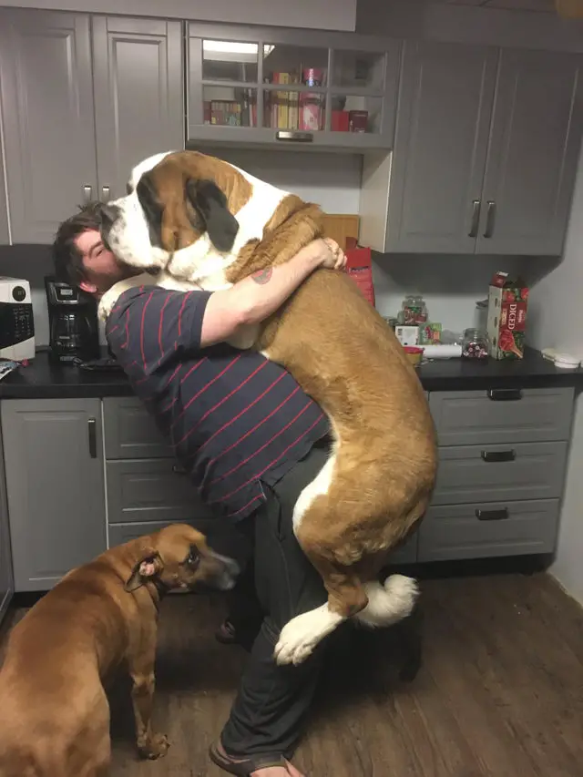 a man in the kitchen hugging a large adult St. Bernard dog