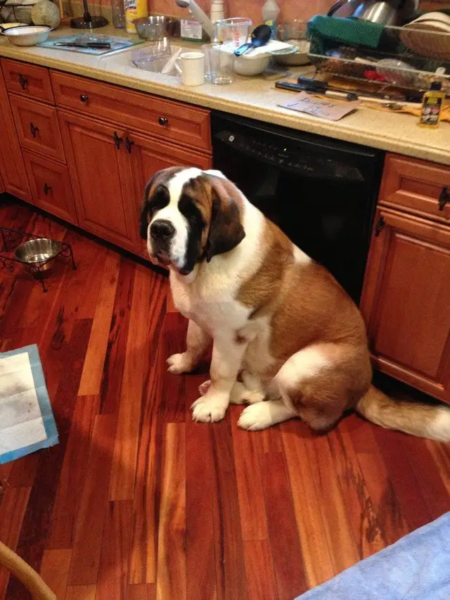 St. Bernard dog sitting on the kitchen floor with its sad face