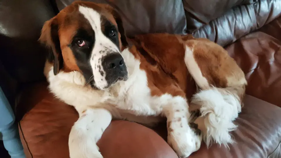 St. Bernard dog lying on the couch with its sad face
