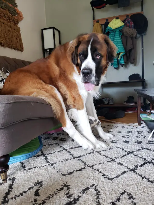 St. Bernard sitting on the couch while its feet are on the floor