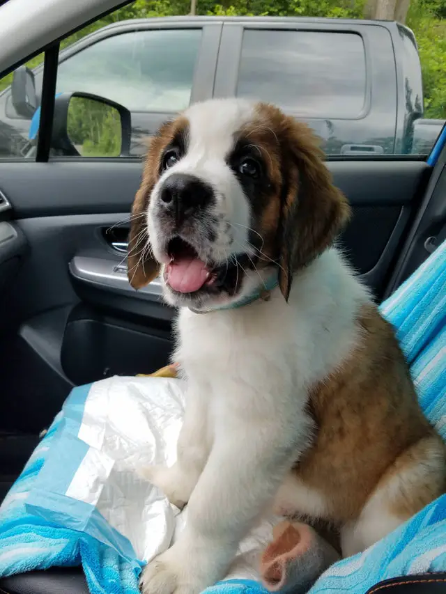 St. Bernard puppy sitting on the passenger seat inside the car