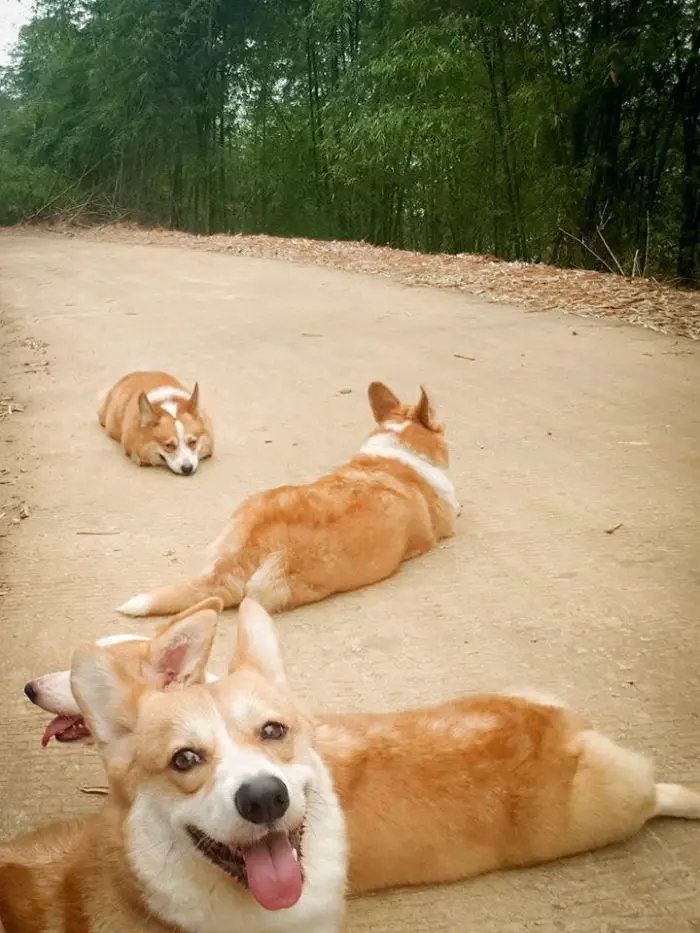 four Corgis lying on the road