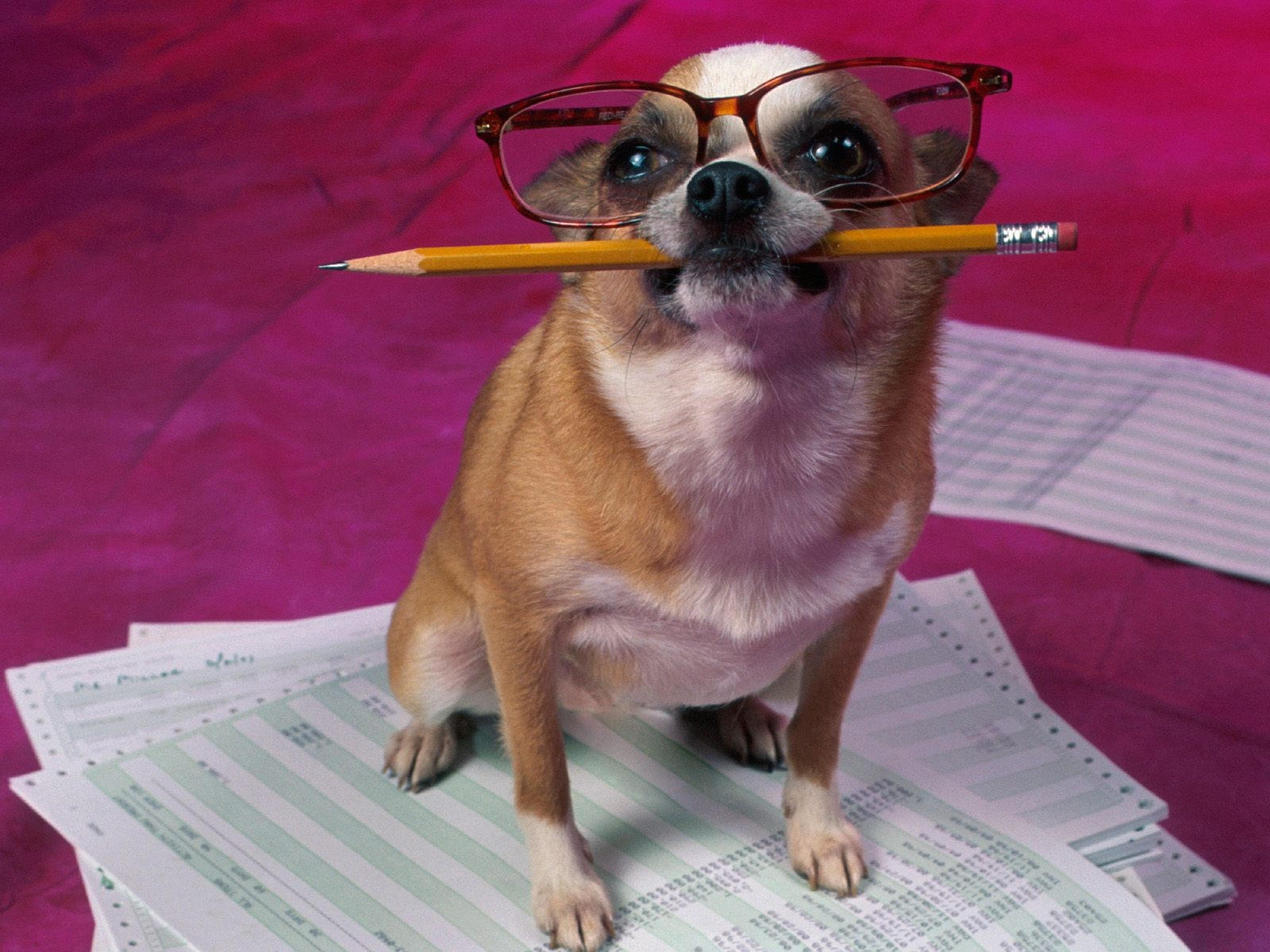 A Chihuahua sitting on the papers while wearing glasses and holding a pencil with its mouth