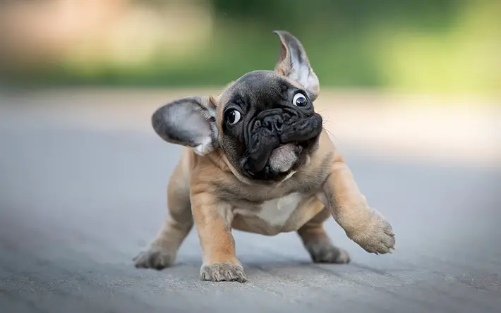 A French Bulldog running with its funny face