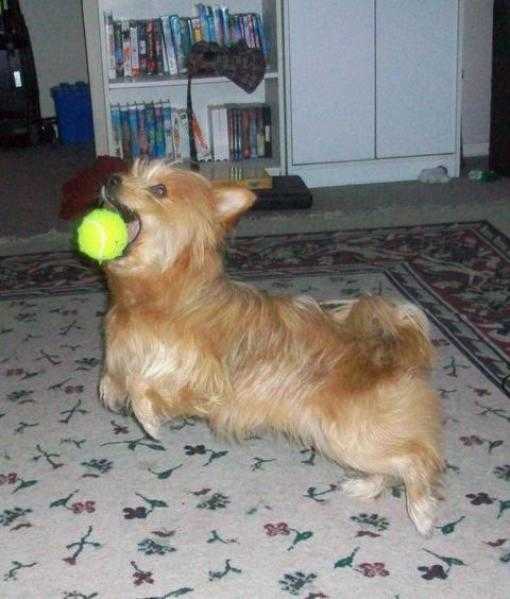 A Pomgie catching the tennis ball