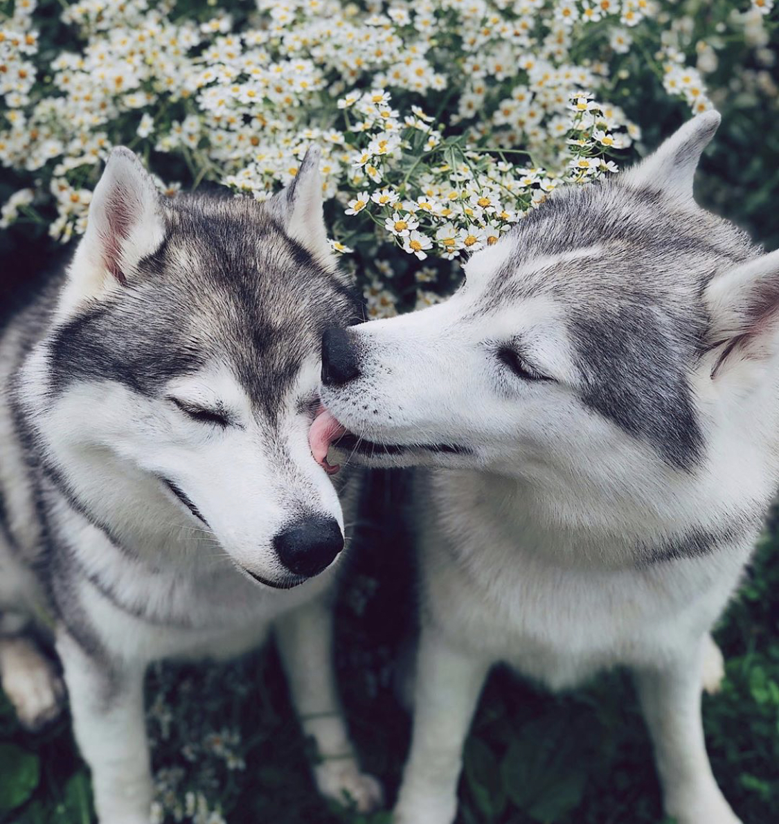 A Husky licking the face of another Husky sitting next to him while sitting in the field of chamomile flowers