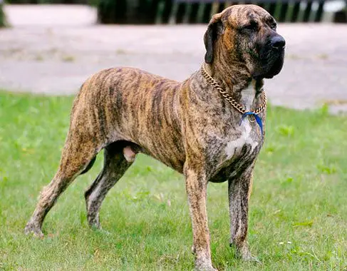 A Brazilian Mastiff standing on the grass in the yard