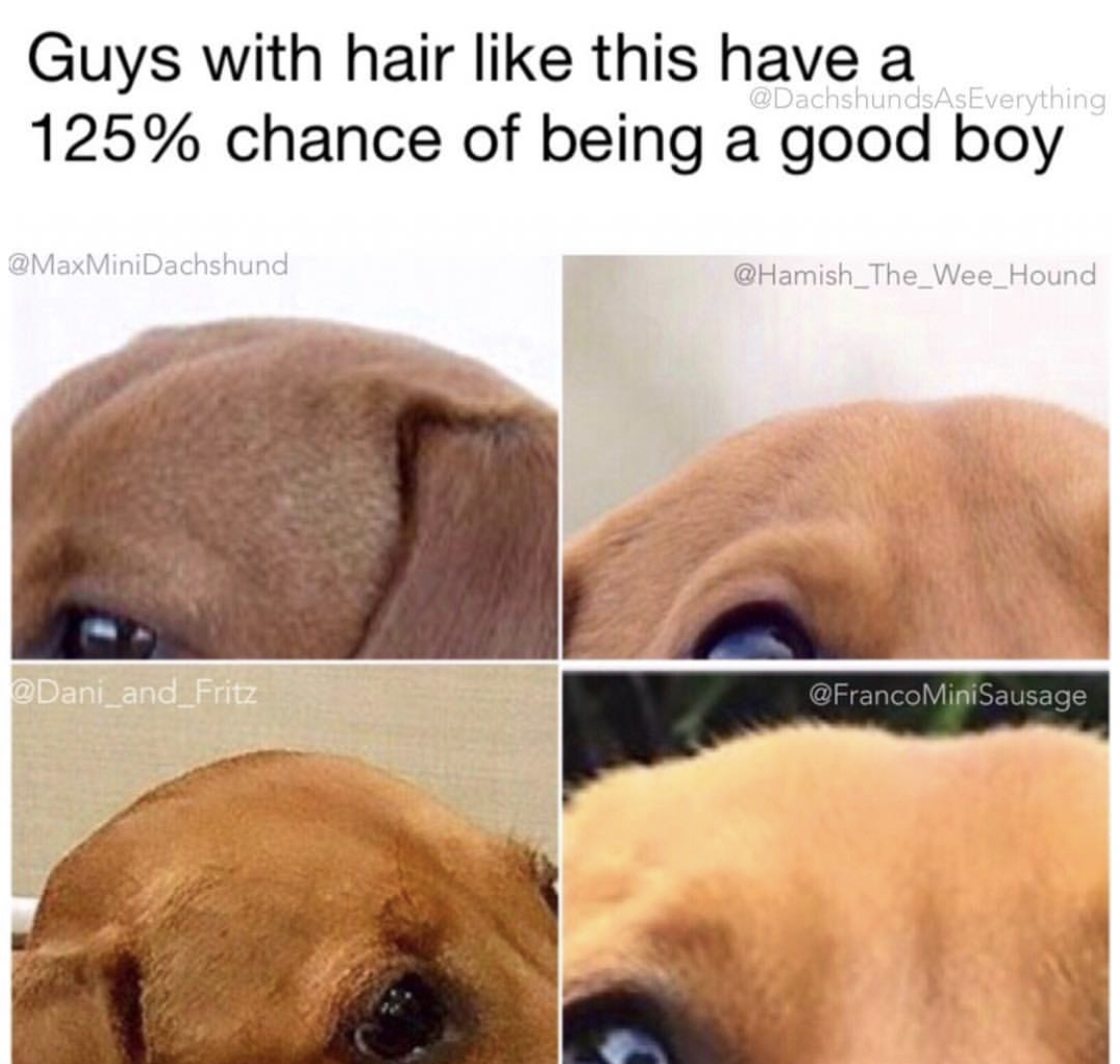 four photos of a Dachshund's head with caption - Guys with hair like this have a125% chance of being a good boy