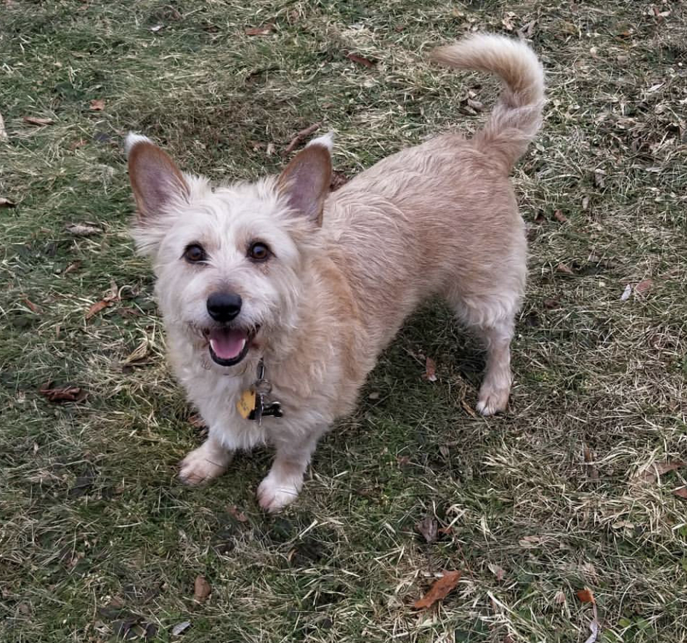 A Yorgi standing on the green grass while smiling