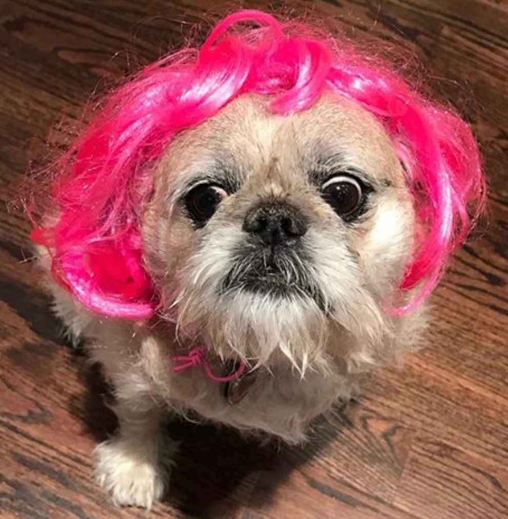 Pug wearing pink wig