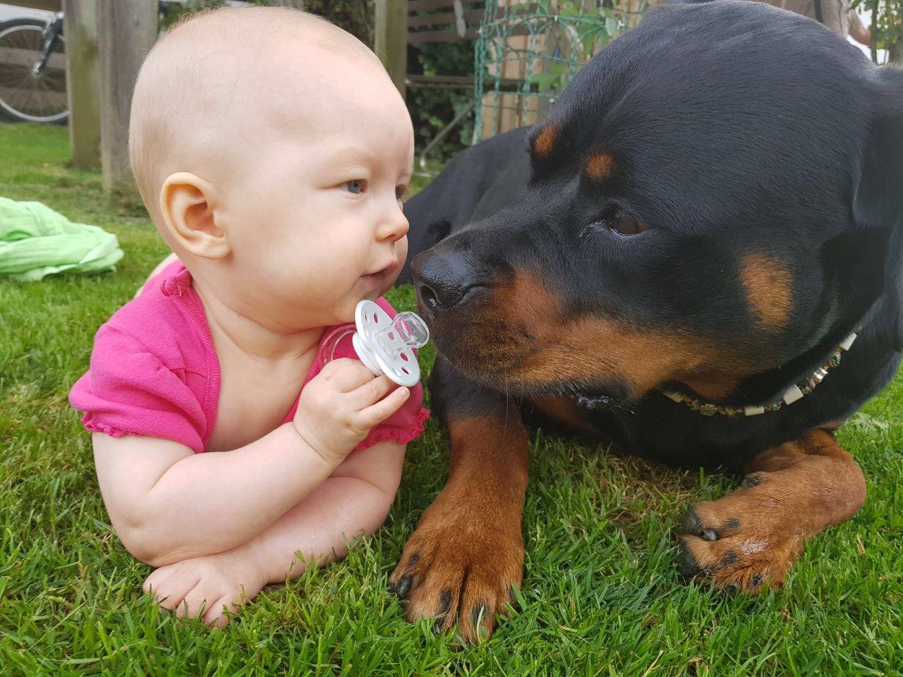 A Rottweiler lying on the grass next to a baby holding her pacifier