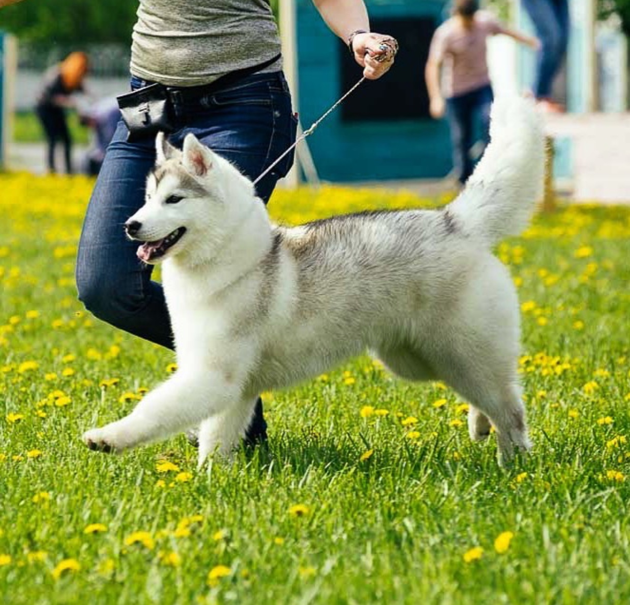 A Husky puppy running in the grass with a woman