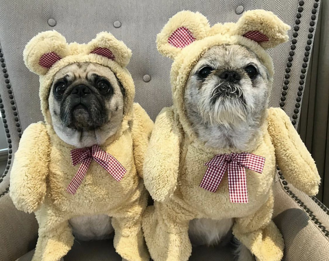 two Pugs in teddy bear costume sitting on the chair