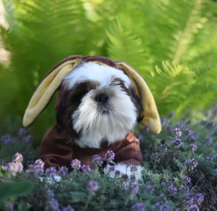 A Shih Tzu in rabbit costume in the garden