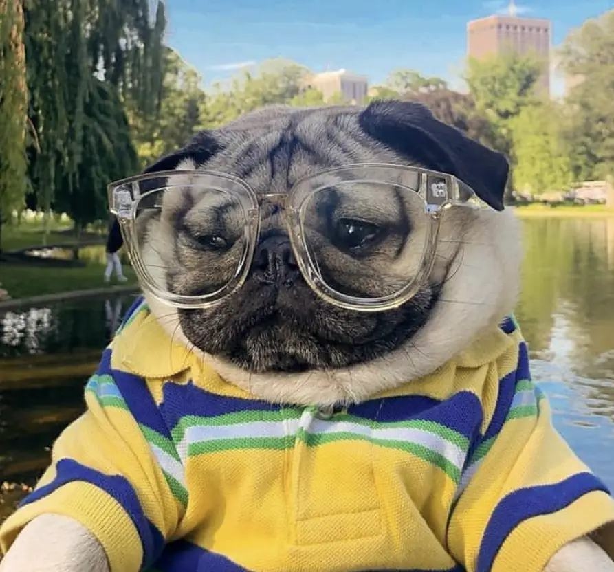 A Pug wearing a glasses and polo shirts in the lake