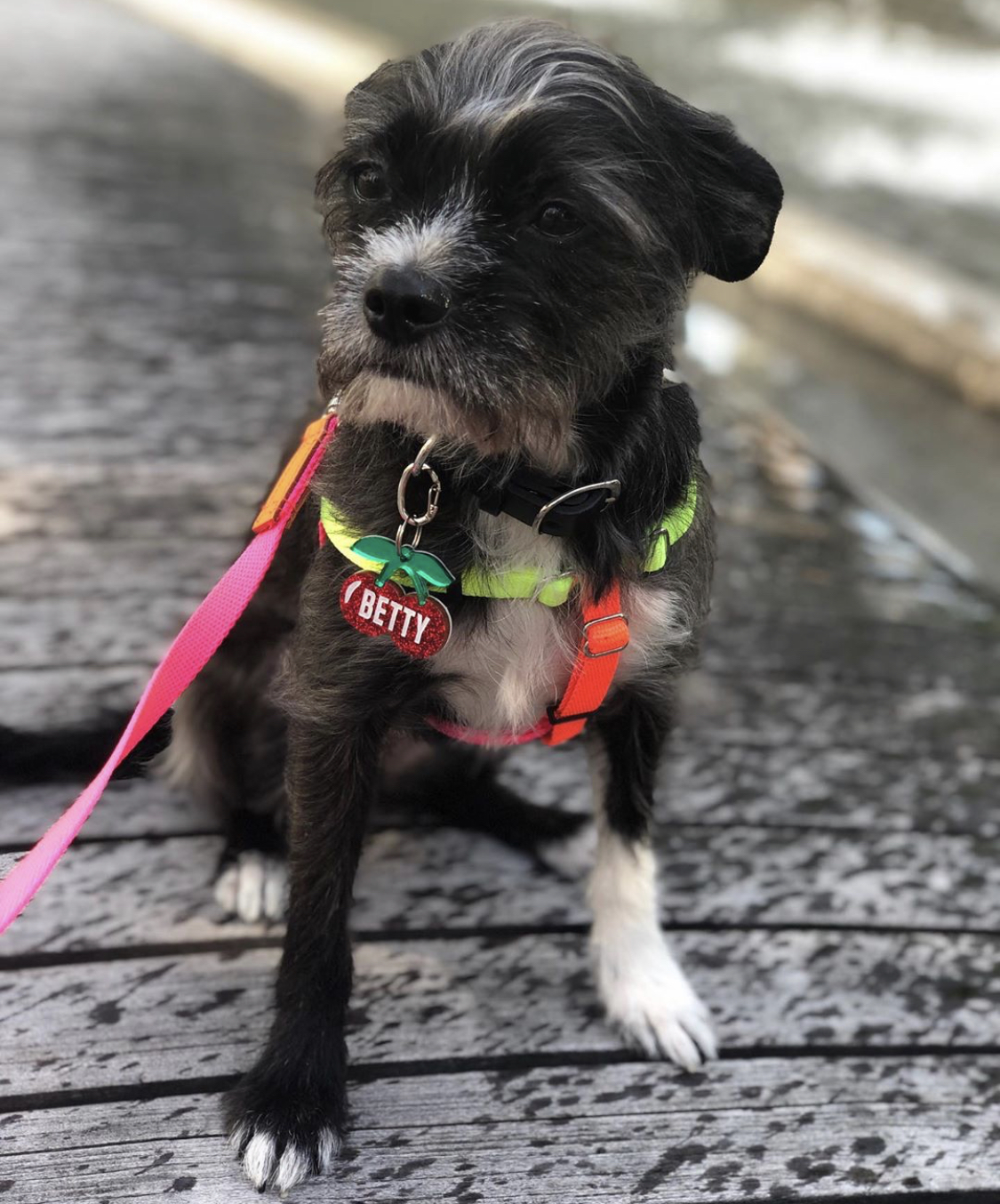 A Borky sitting in the street