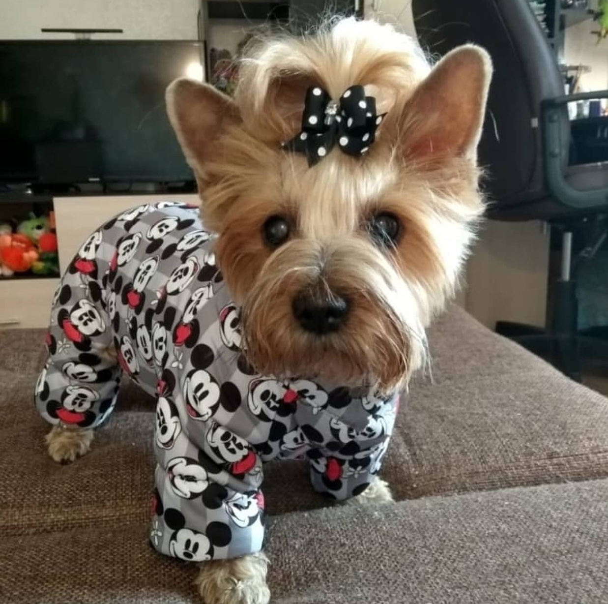 A Yorkshire Terrier wearing pajamas while standing on top of the couch