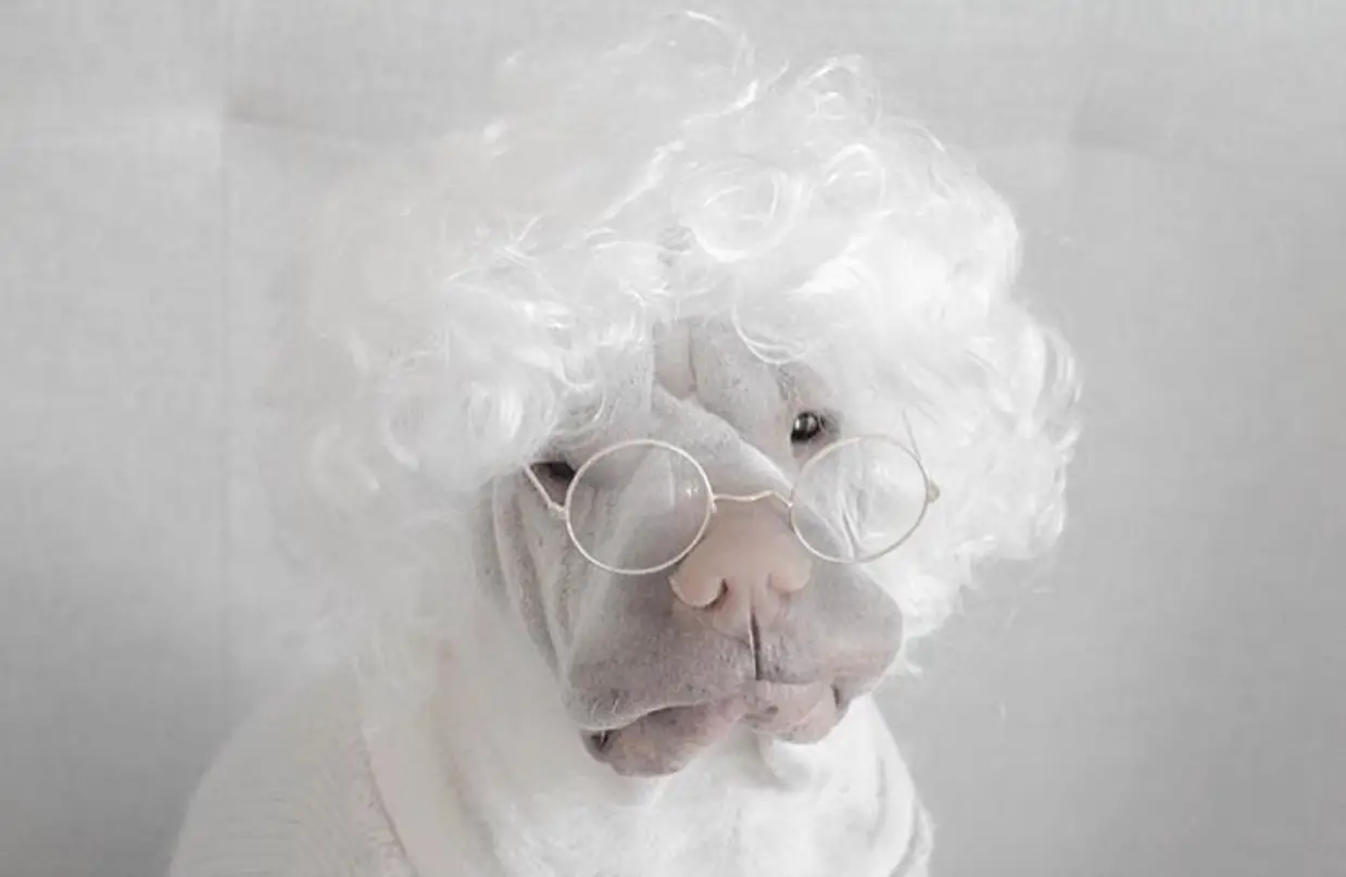 A white Shar-Pei wearing a white curly wig and glasses