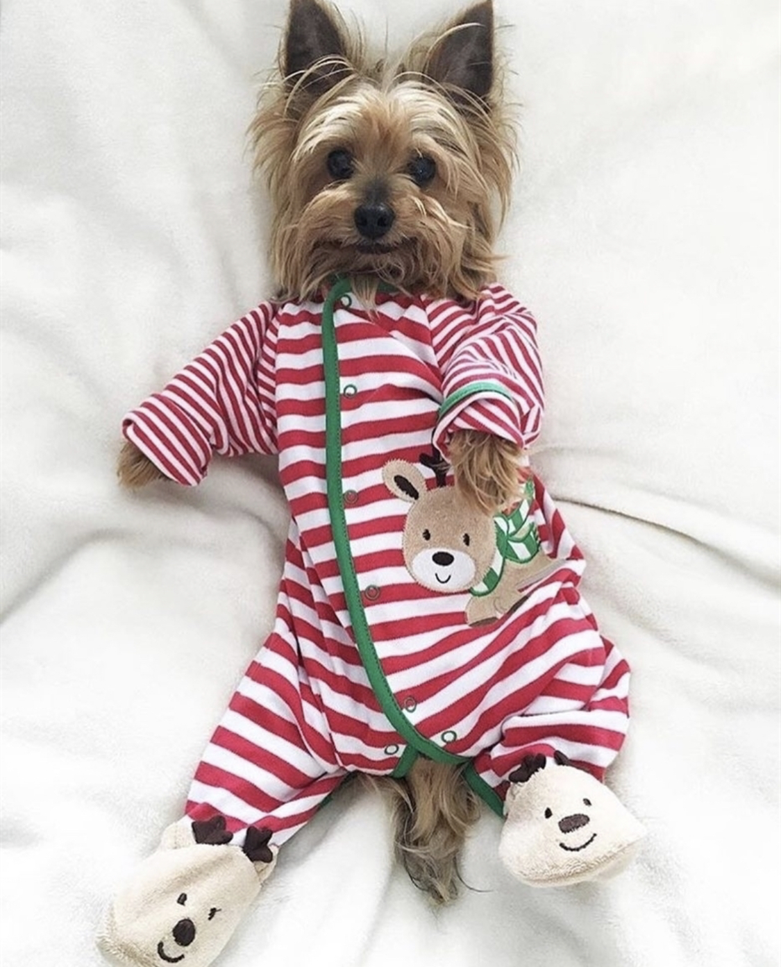 Yorkshire Terrier lying on the bed wearing a striped jumpsuit