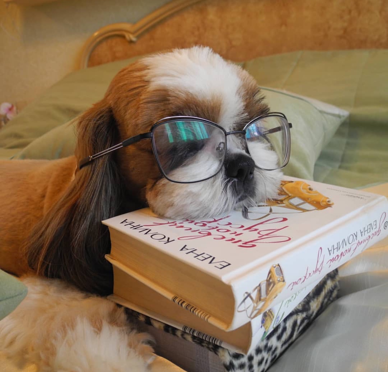 A Shih Tzu wearing glasses while lying on the bed with its face is on top of the books