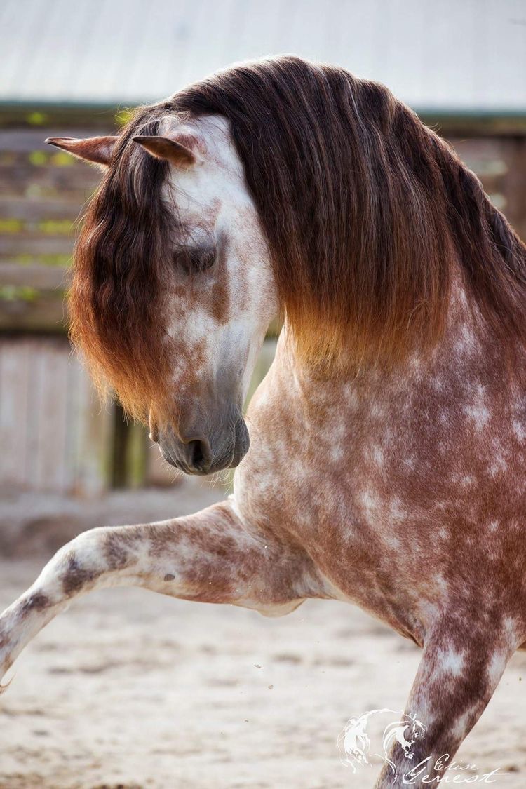 red horse with white spots