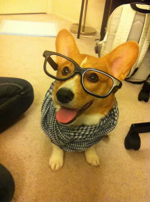 Corgii wearing glasses with scarf wrapped around its neck