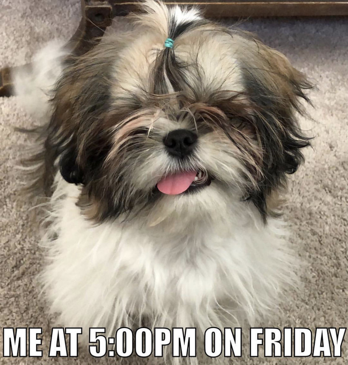 shaggy Shih Tzu with its tongue sticking out photo with a text 