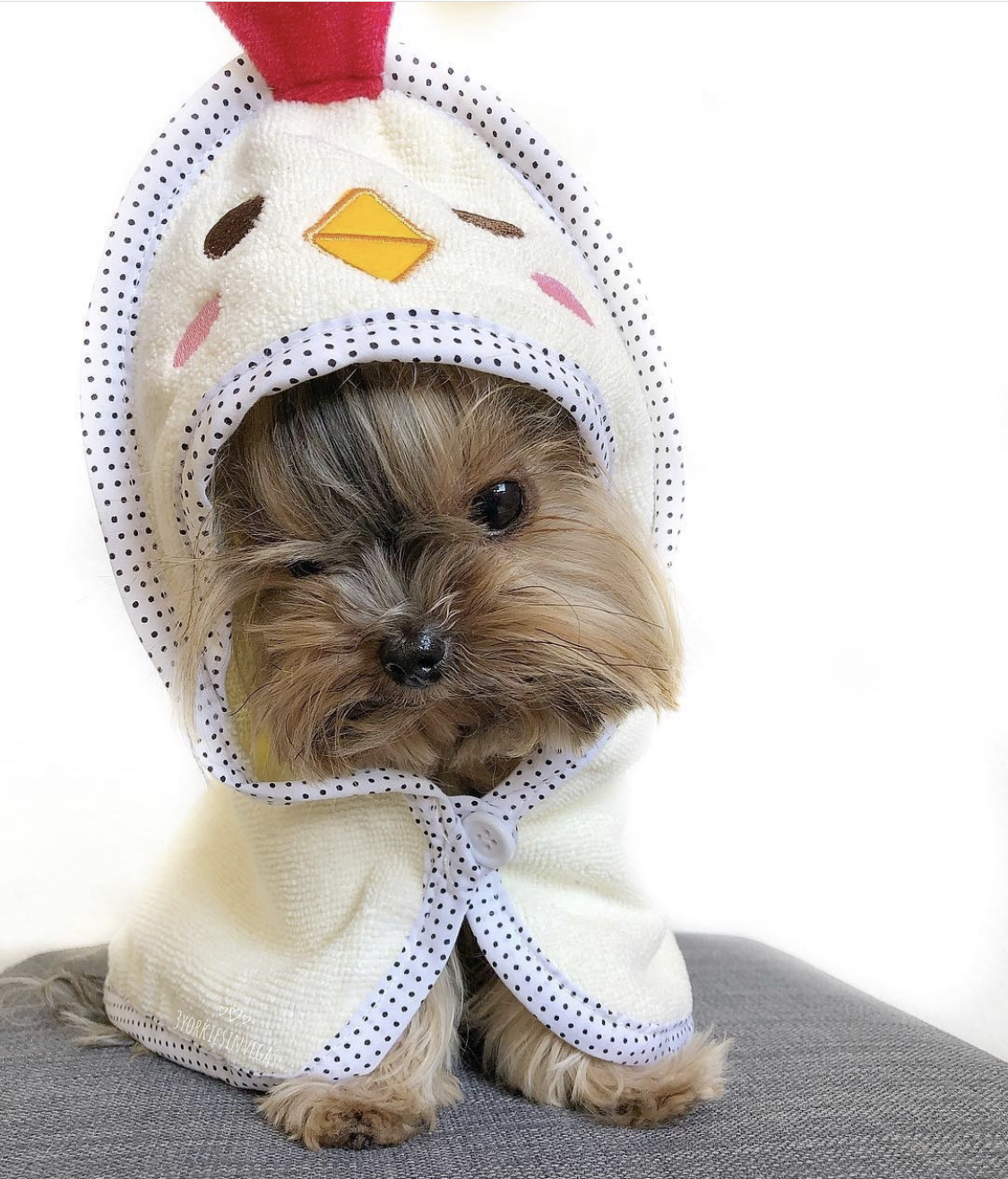 Yorkshire Terrier in chick costume