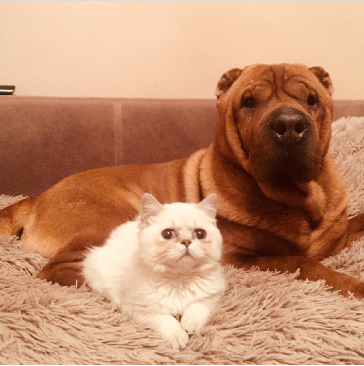 A Shar-Pei lying on the couch with a white cat