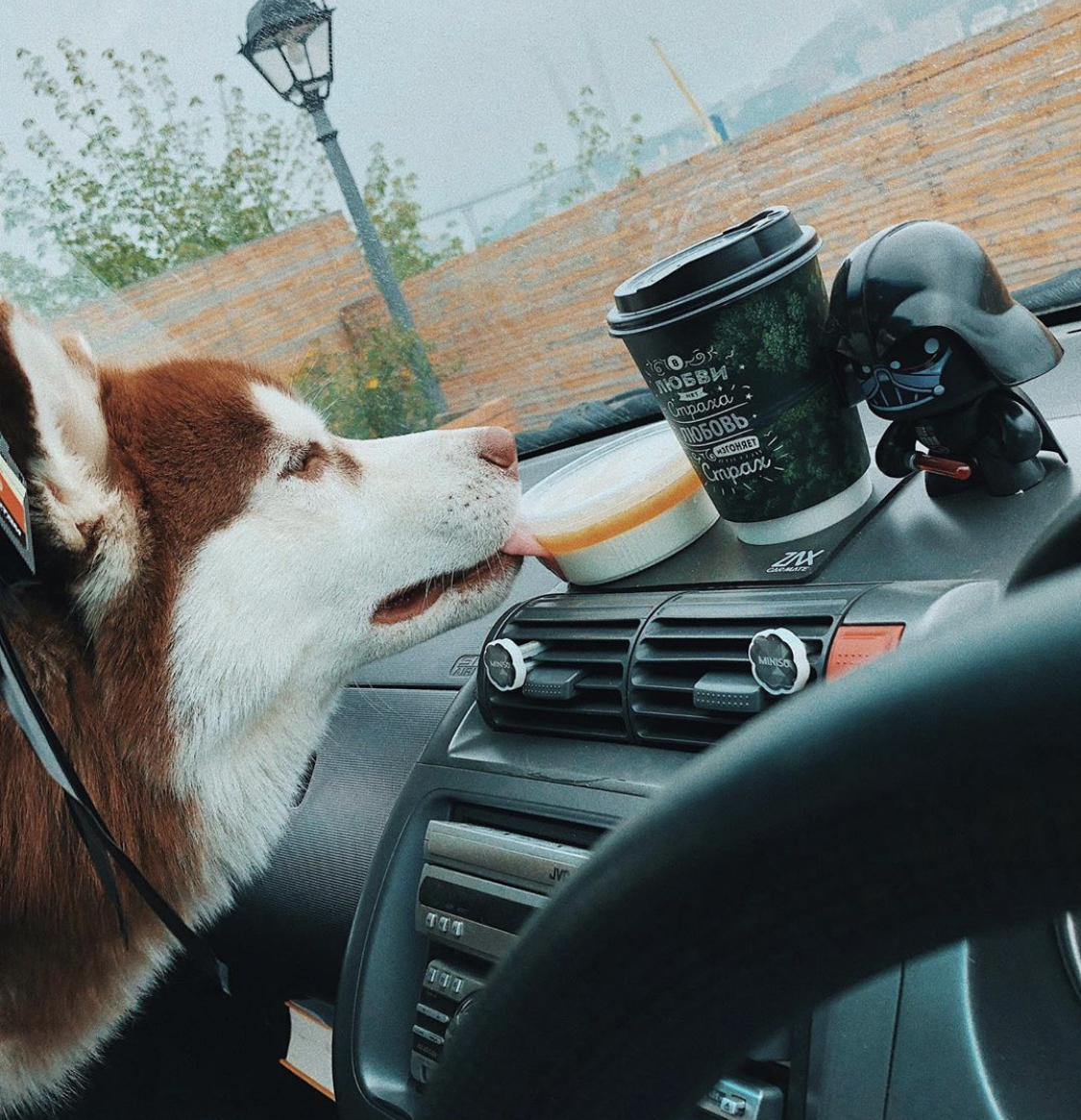 A Husky licking the plastic container on top of the dashboard inside the car