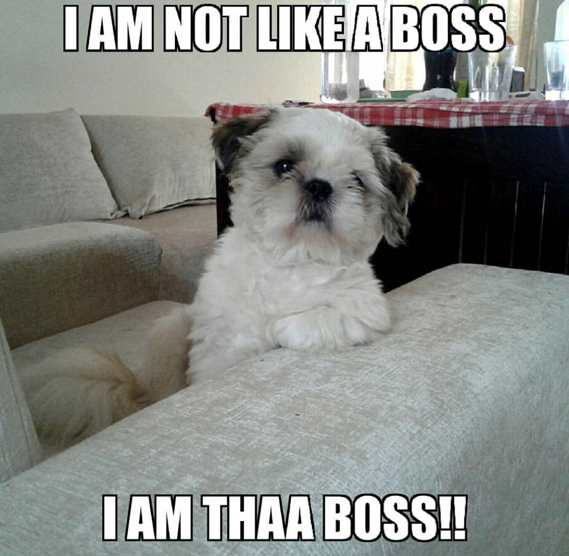 Shih Tzu sitting on the couch photo with a text 