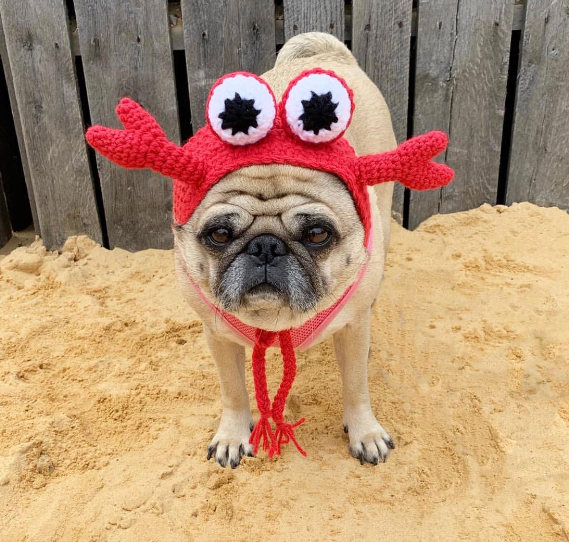 Pug wearing a crab head piece