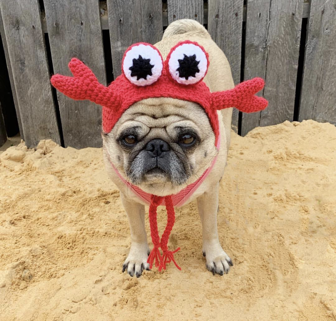 Pug wearing a crab head piece