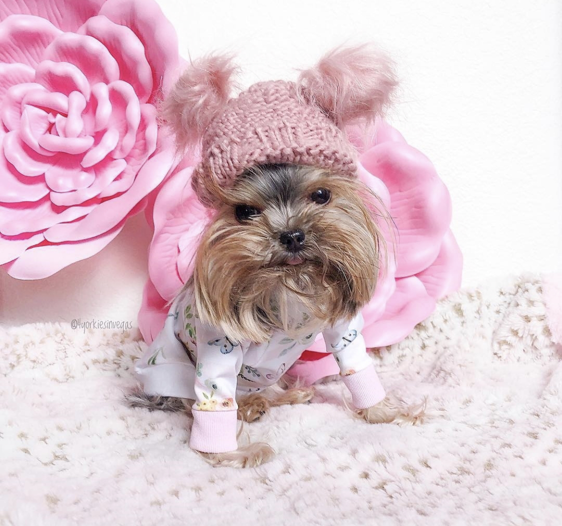 Yorkshire Terrier sitting on the bed wearing a cute long sleeve shirt and a pink beenie with ball fur in a white wall with large pink flowers background